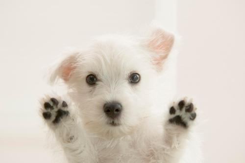 Royal Canin West Highland White Terrier Вест хайленд уайт терьер взрослый